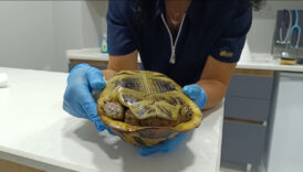 bursada yangindan kurtarilan kaplumbaga travma nedeniyle kabugundan cikmiyor G21ef8zC