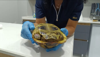 bursada yangindan kurtarilan kaplumbaga travma nedeniyle kabugundan cikmiyor G21ef8zC