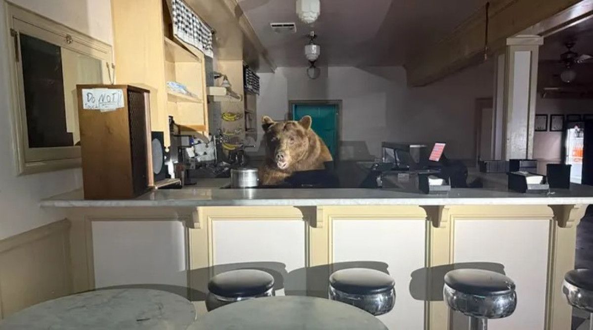 californiada ayi dondurma dukkanini basti 0