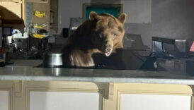 californiada ayi dondurma dukkanini basti z3lJYA64