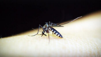 cinde 7 binden fazla kisiye sivrisinek kaynakli chikungunya virusu bulasti VWTTpxHB