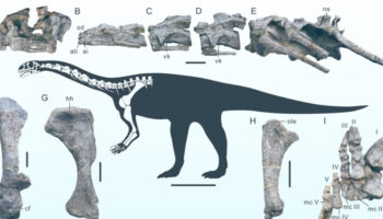 cinin yunnan kentinde yeni bir dinozor turune rastlandi v8d5BUxs