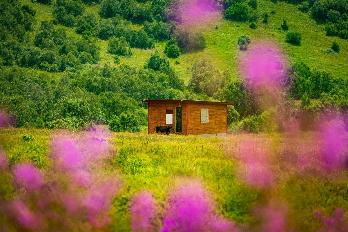 doga harikasi cimil vadisi ziyaretcilerine gorsel solen sunuyor 3 61ZviILk