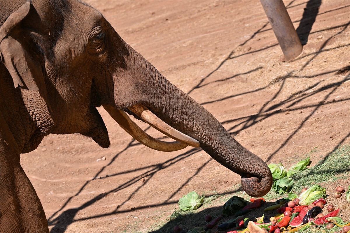 dunyanin ilk tup bebek fili gabi icin ozel menu 0