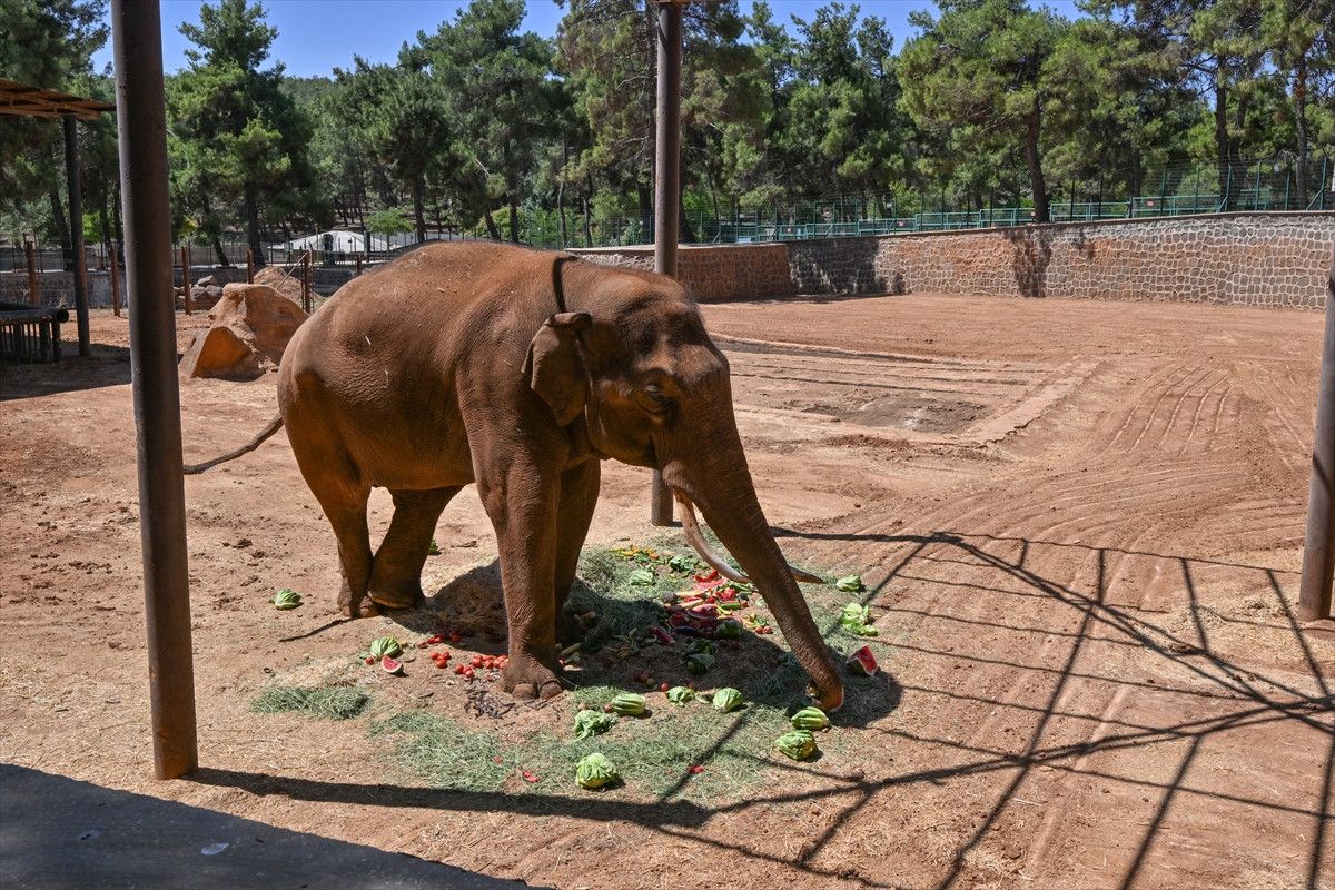 dunyanin ilk tup bebek fili gabi icin ozel menu 1 WJC8e7ML