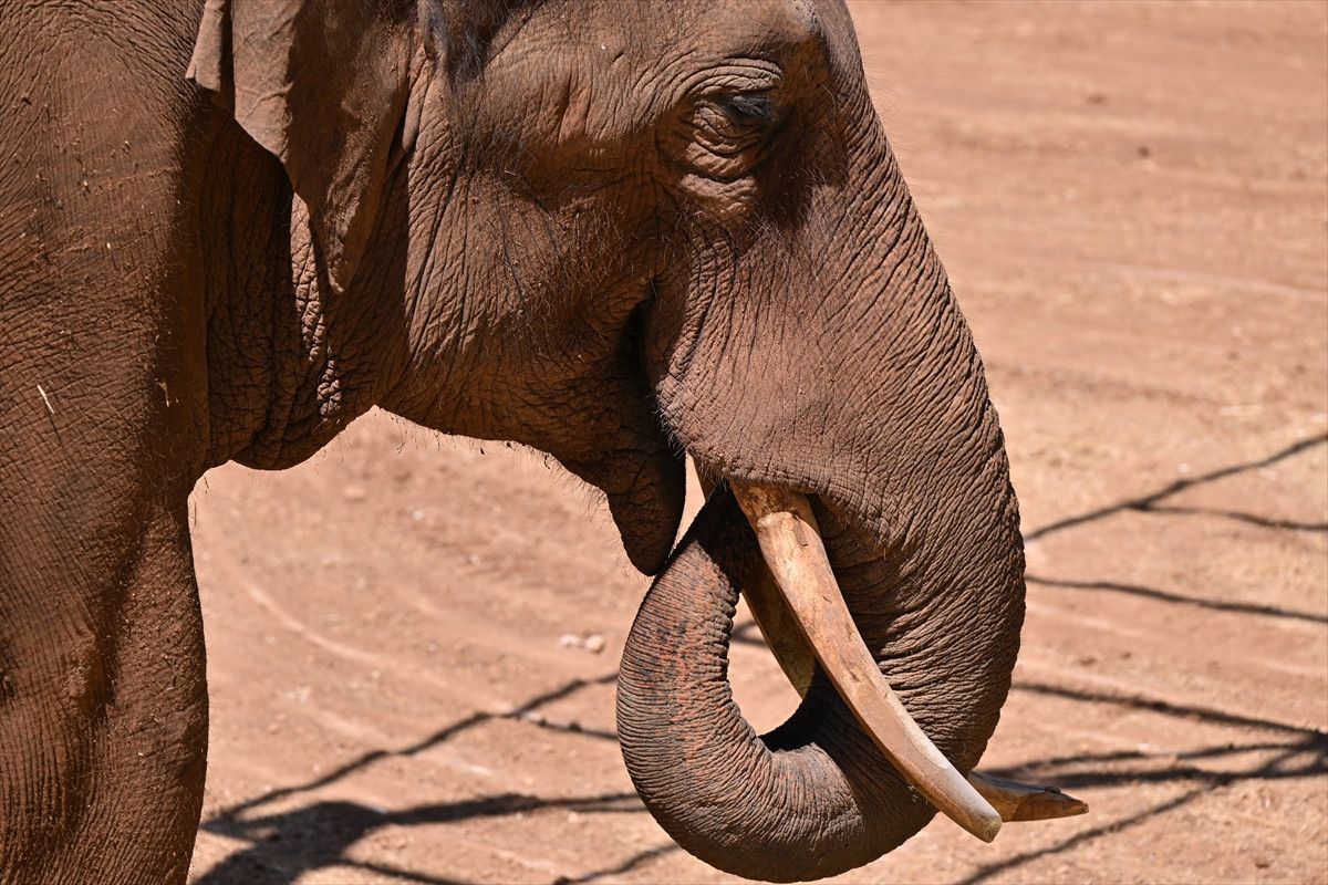 dunyanin ilk tup bebek fili gabi icin ozel menu 2 mFSpvbvH