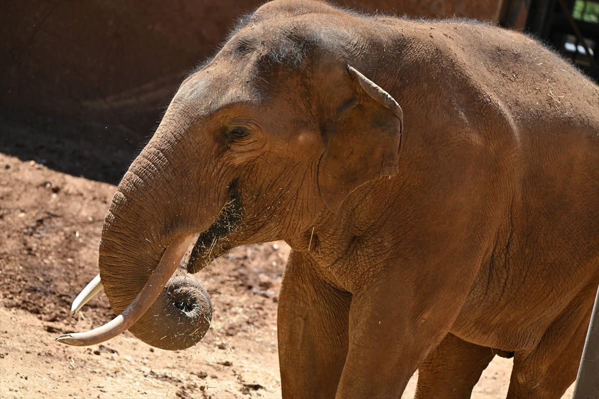 dunyanin ilk tup bebek fili gabi icin ozel menu 4 lP8W11lv