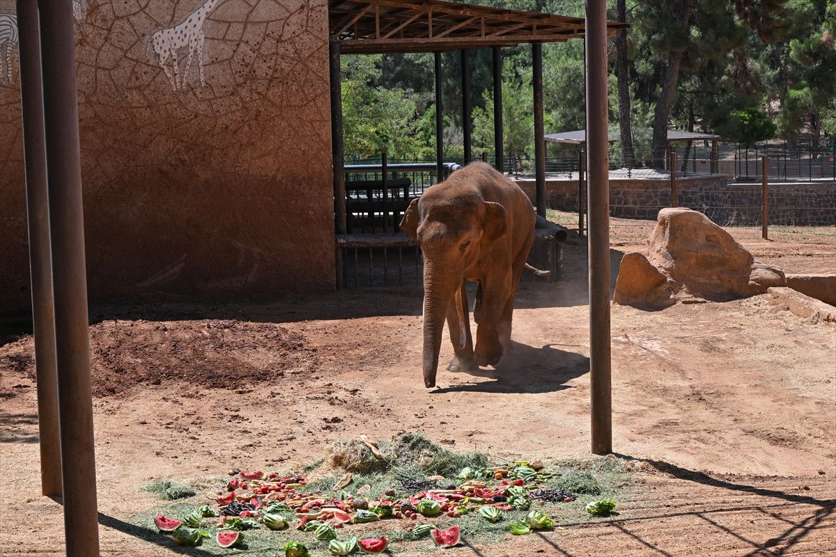 dunyanin ilk tup bebek fili gabi icin ozel menu 5