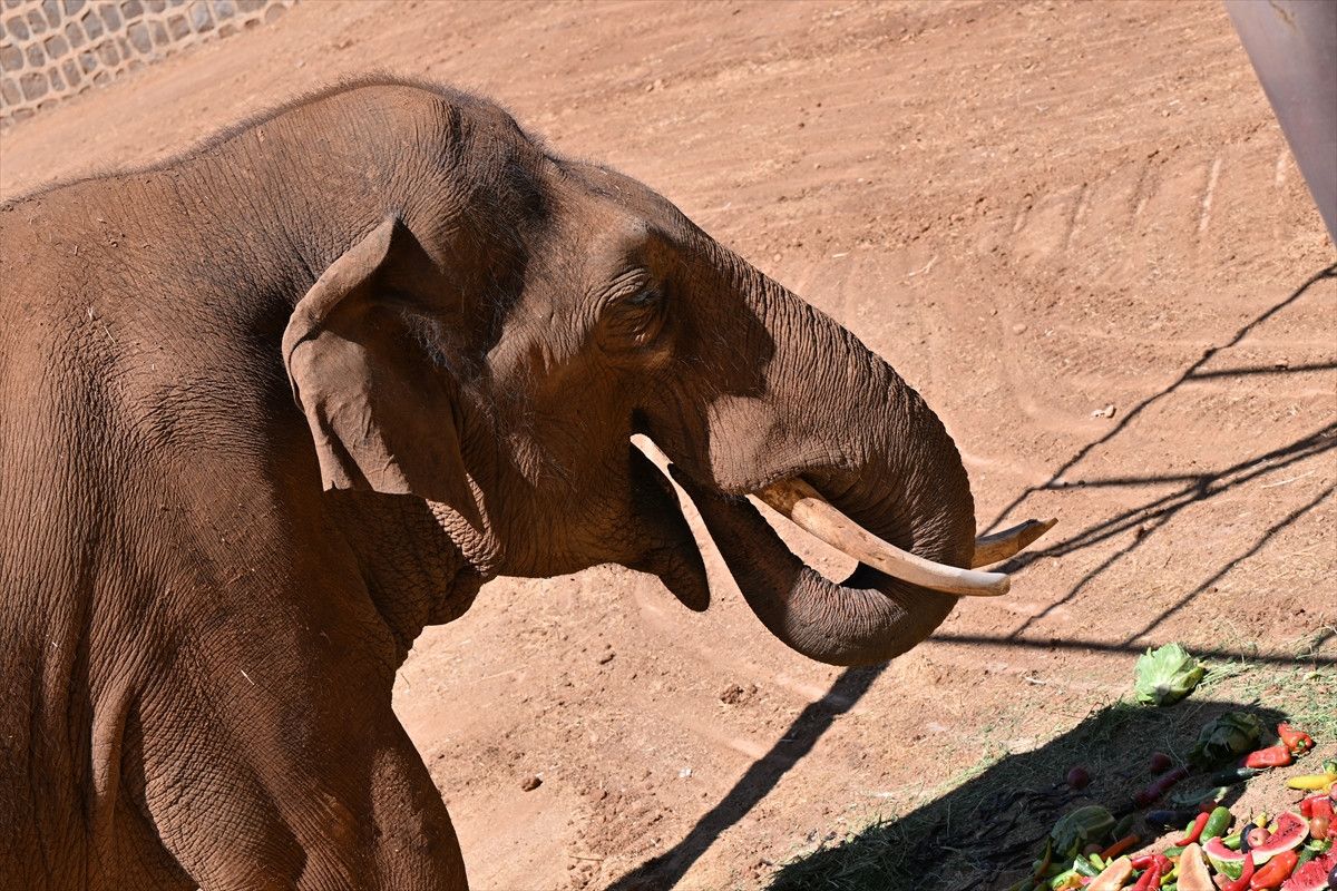 dunyanin ilk tup bebek fili gabi icin ozel menu 6 ApgNCkR2