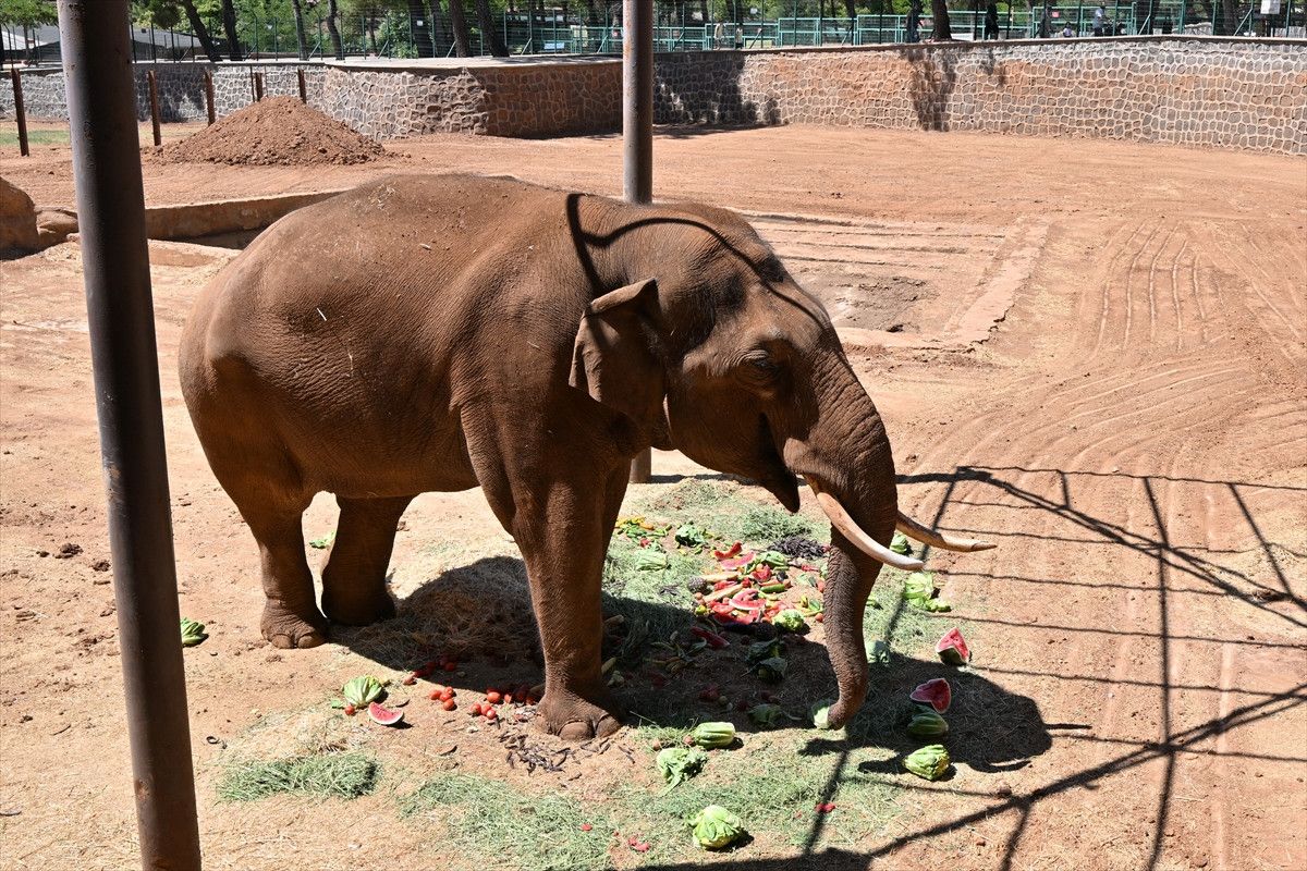 dunyanin ilk tup bebek fili gabi icin ozel menu 7 cGiGEM7f