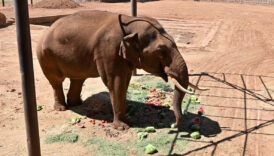 dunyanin ilk tup bebek fili gabi icin ozel menu mPT2AH4C