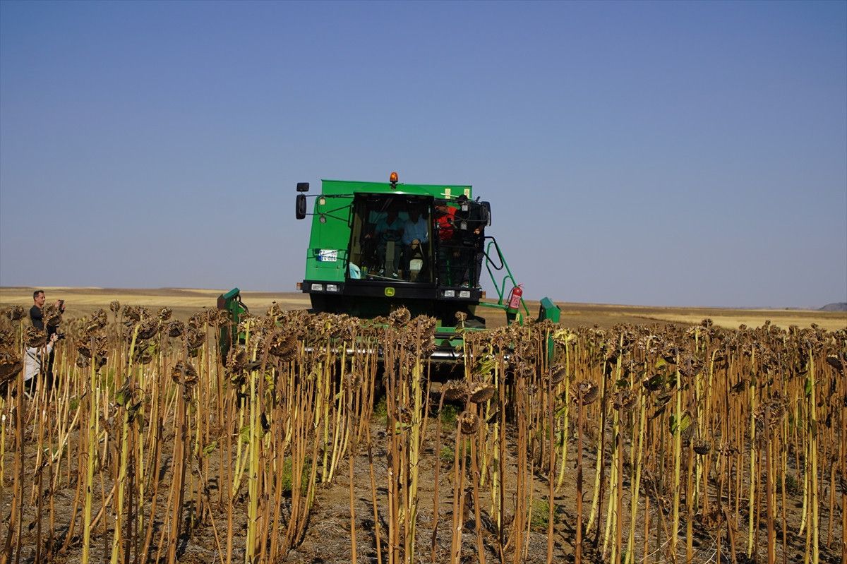 edirnede aycicegi denemeleri hasatla tamamlandi kurakliga cozum arayisi 0