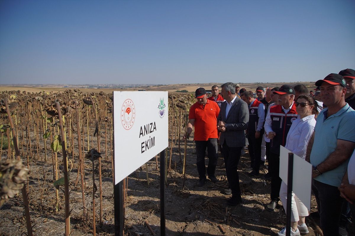 edirnede aycicegi denemeleri hasatla tamamlandi kurakliga cozum arayisi 1 6WsUYCBR