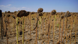 edirnede aycicegi denemeleri hasatla tamamlandi kurakliga cozum arayisi 6DB1pMGf