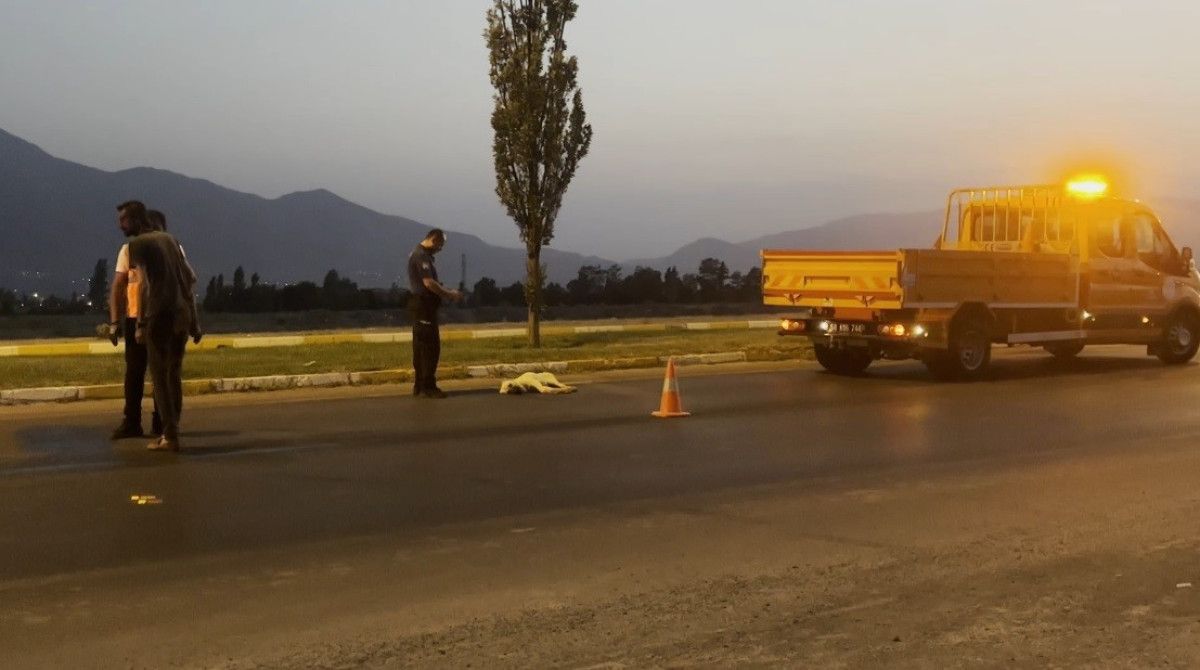 erzincanda bir kopek telef olan arkadasinin basindan ayrilmadi 0 uPFeYSym