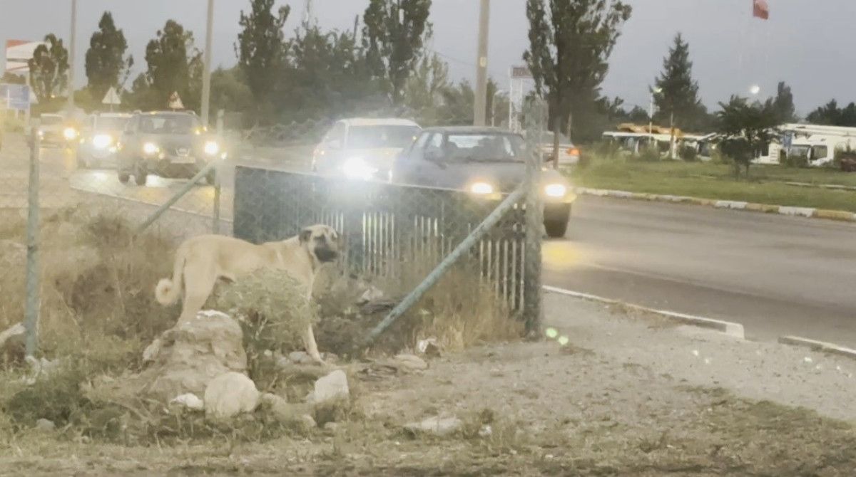 erzincanda bir kopek telef olan arkadasinin basindan ayrilmadi 1 sgi5pmtj