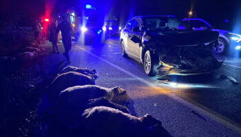 erzincanda cipin carptigi 23 kucukbas hayvan telef oldu S2DM9bz7