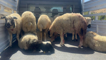 erzincanda koyun surusune kurt ve ayi saldirisi AzOKSs5W