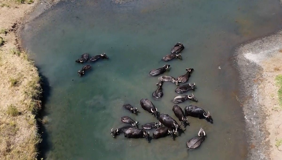 erzincanda sicaktan bunalan mandalarin banyo keyfi 1 VkaXhKqD