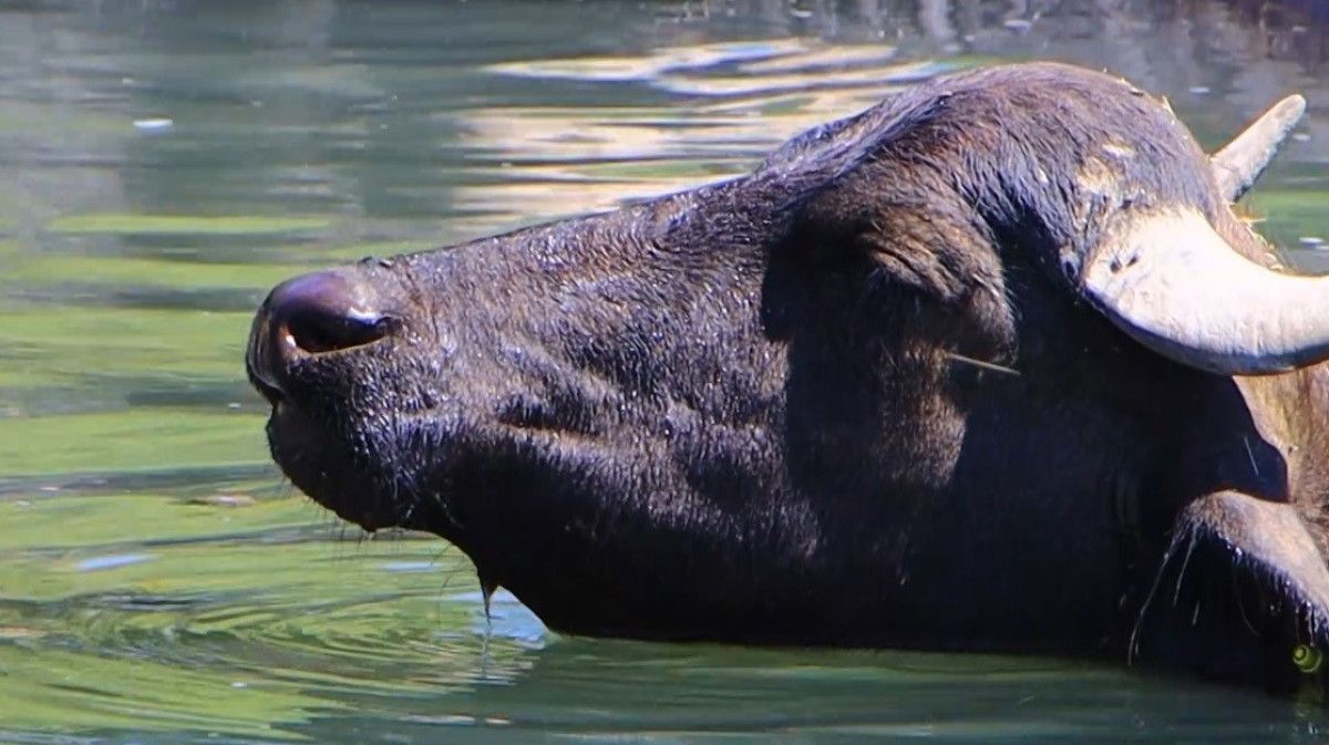 erzincanda sicaktan bunalan mandalarin banyo keyfi 2 bq2DkXAL