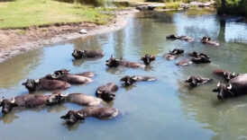 erzincanda sicaktan bunalan mandalarin banyo keyfi ITb6GR4y