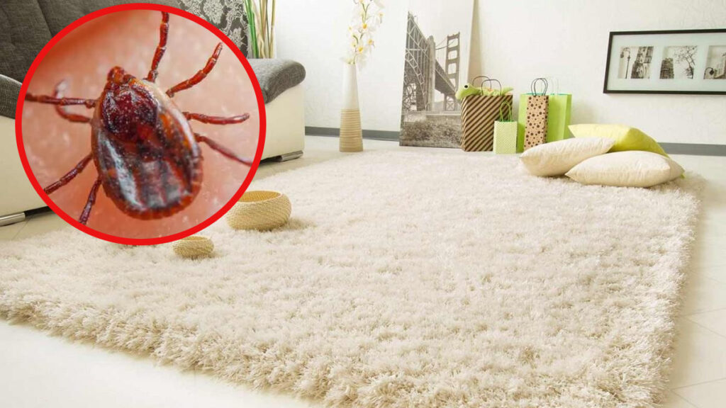 evinizdeki bu noktalara dikkat keneler en cok oralarda gizleniyormus xadOIChI