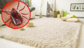 evinizdeki bu noktalara dikkat keneler en cok oralarda gizleniyormus xadOIChI