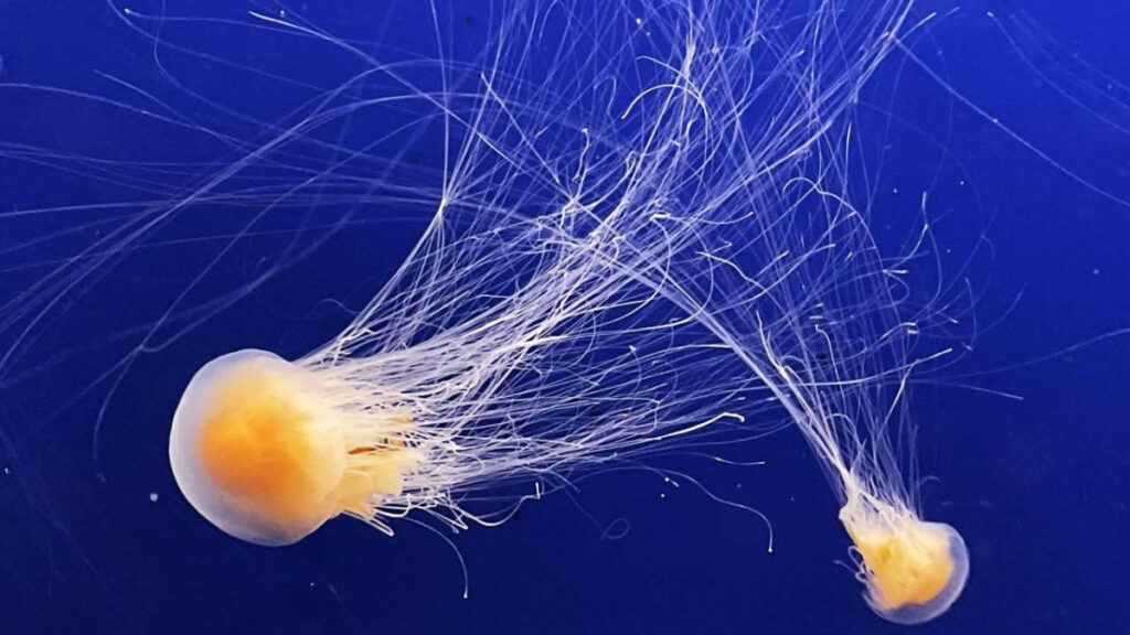 fransada nukleer denizanasi alarmi dort reaktor kapatildi yiRSH9rs