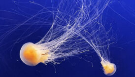 Fransa'da nükleer denizanası alarmı: Dört reaktör kapatıldı 7 fransada nukleer denizanasi alarmi dort reaktor kapatildi yiRSH9rs