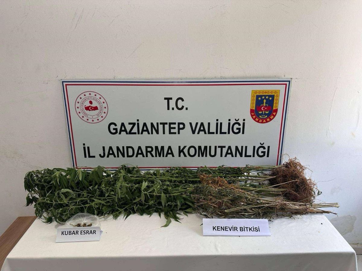 gaziantepte 428 kok kenevir ele gecirildi 5 sahis tutuklandi 1 CJepASKF