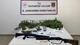 gaziantepte 428 kok kenevir ele gecirildi 5 sahis tutuklandi GvVuSJfb
