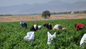 gaziantepte kurakligin golgesinde biber hasadi basladi QtZ9PhLK