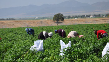 gaziantepte kurakligin golgesinde biber hasadi basladi QtZ9PhLK