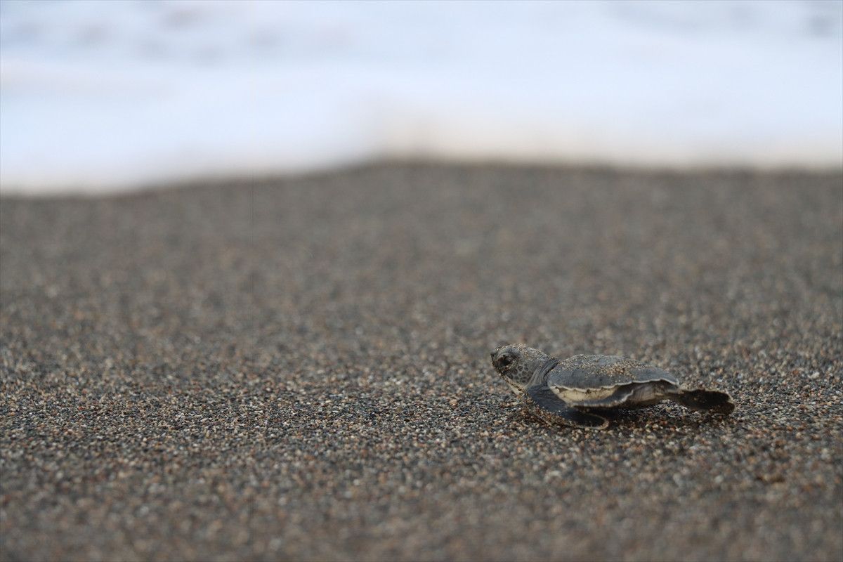 hatayda deniz kaplumbagalarinin uyanisi gozlemlendi 0 mJ5I2sQ4