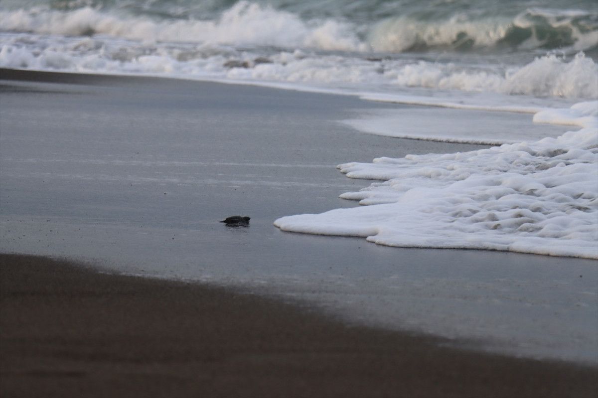 hatayda deniz kaplumbagalarinin uyanisi gozlemlendi 1 uzTFzt54