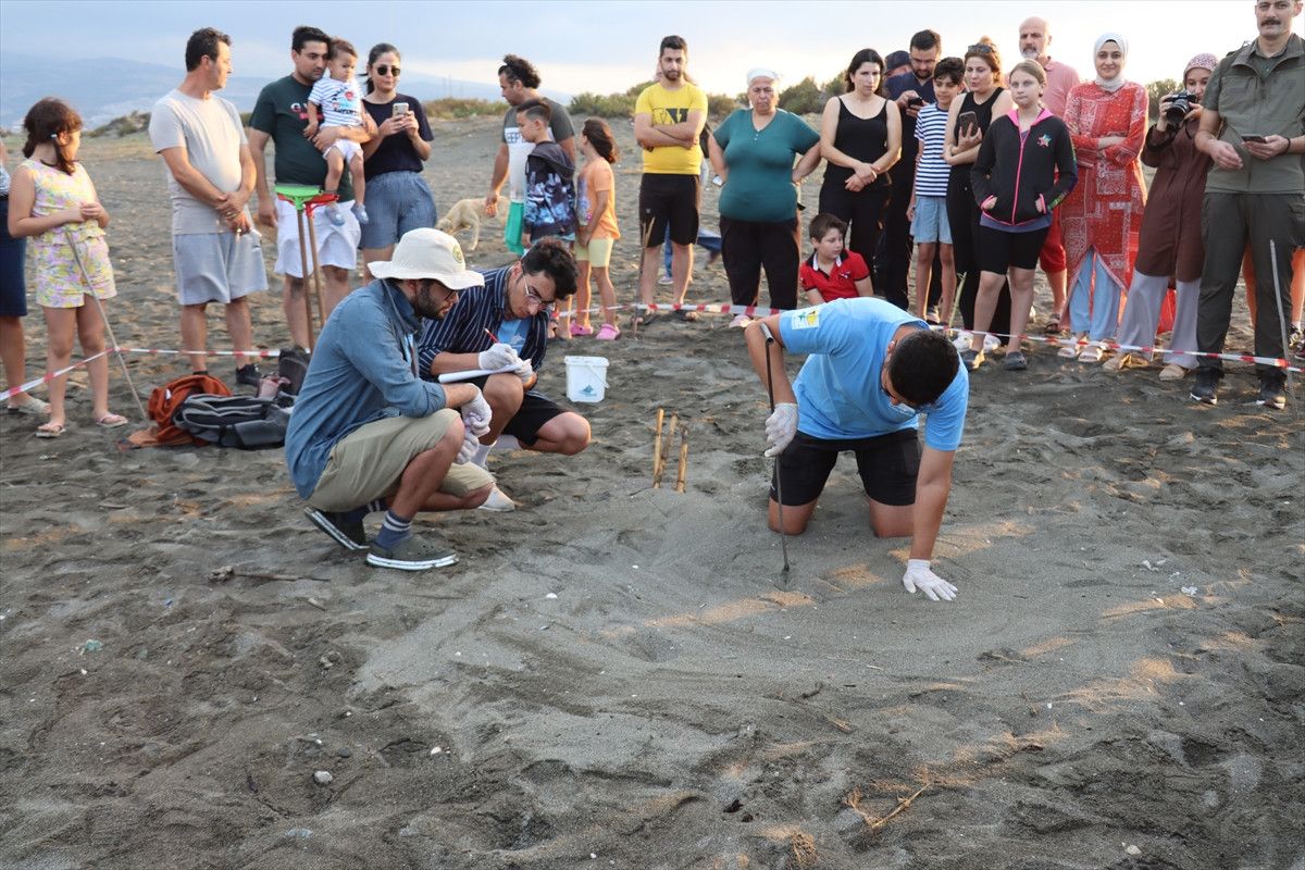 hatayda deniz kaplumbagalarinin uyanisi gozlemlendi 2 Vw1EQbSk
