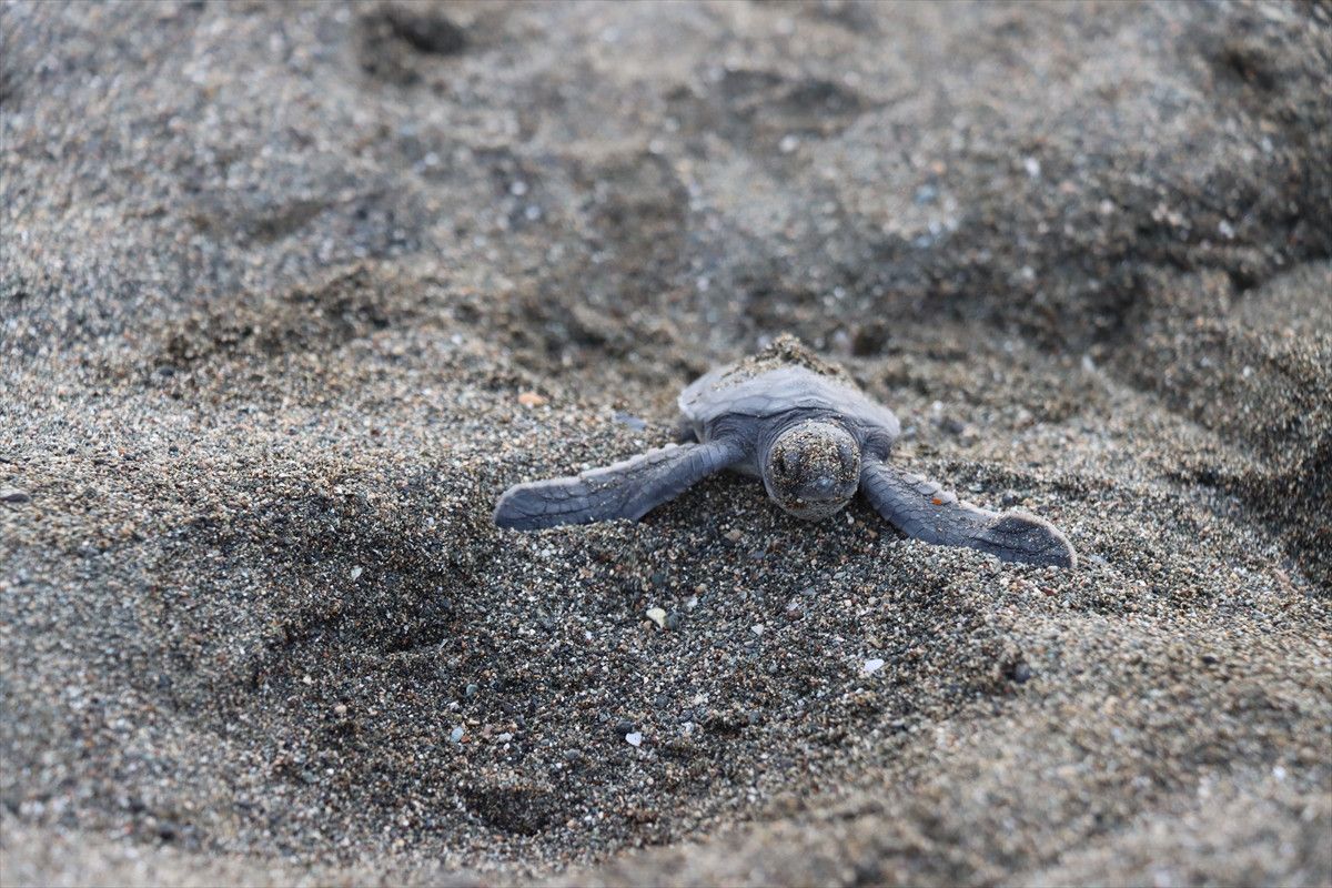 hatayda deniz kaplumbagalarinin uyanisi gozlemlendi 4 jqSZtWVX