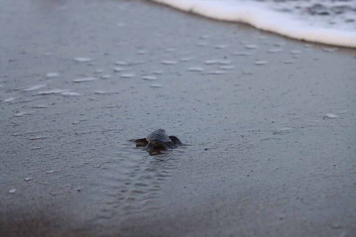 hatayda deniz kaplumbagalarinin uyanisi gozlemlendi 8 VjP6NJd2