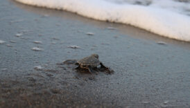 hatayda deniz kaplumbagalarinin uyanisi gozlemlendi lOv8Rz7W