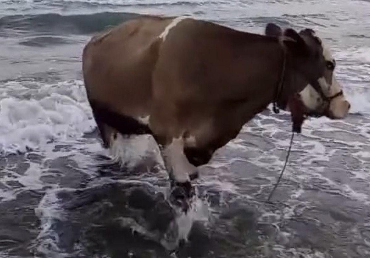 Hatay'da kavurucu sıcaktan bunalan inek soluğu denizde aldı 1 hatayda kavurucu sicaktan bunalan inek solugu denizde aldi 0 zFEXiIFZ