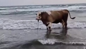 hatayda kavurucu sicaktan bunalan inek solugu denizde aldi GWJfg7kg