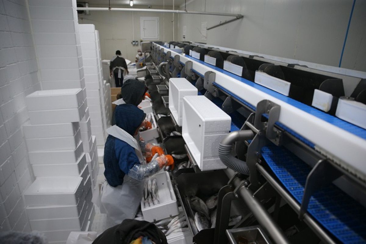 hataydan avrupaya balik ihracati 2 HaNtbwEC