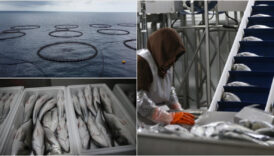 hataydan avrupaya balik ihracati scpwQGEu