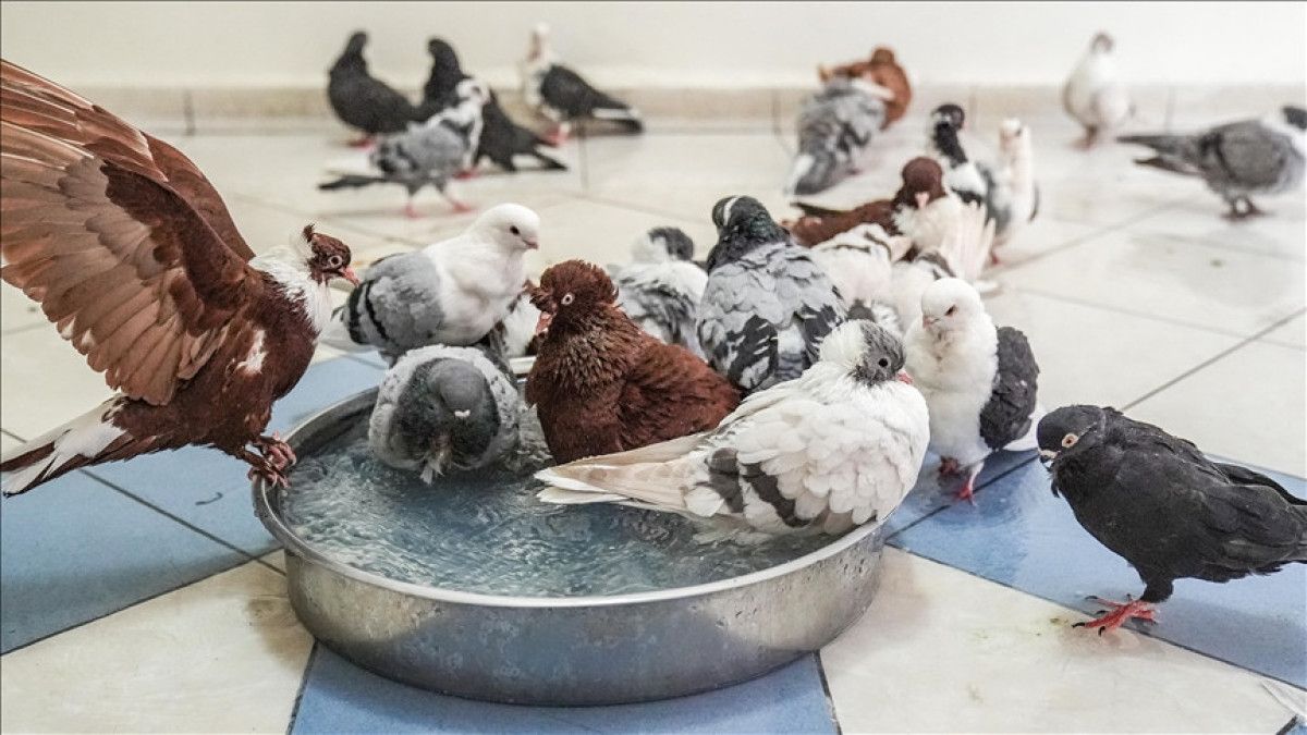 hindistanda guvercin beslemek yasaklandi saglik krizi kapida 1 K8QVBTHd