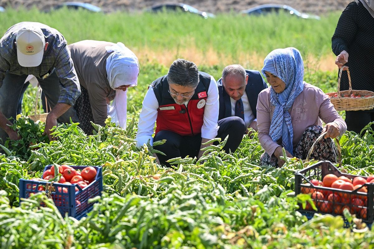 ibrahim yumakli hasada katildi ureticilerle domates topladi 0