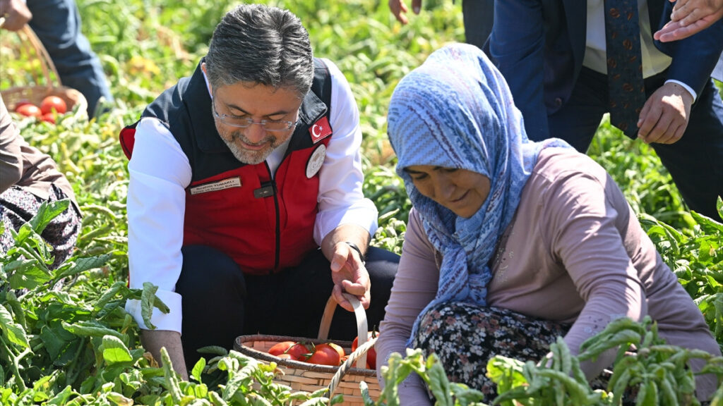 ibrahim yumakli hasada katildi ureticilerle domates topladi pZOgiBG3
