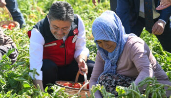 ibrahim yumakli hasada katildi ureticilerle domates topladi pZOgiBG3