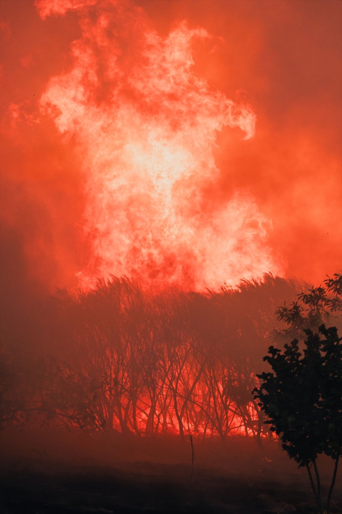 ispanyada 344 bin hektardan fazla alan yandi 3 REp8L7v5