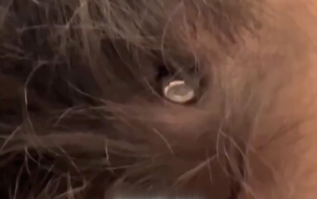 israil saldirilarinda kafasina mermi saplanan filistinli kiz cocugu hayata tutundu 0 DC5Rvquv