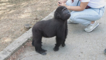 istanbul havalimaninda bulunan yavru goril zeytin nijerya yolcusu R8biUzEl